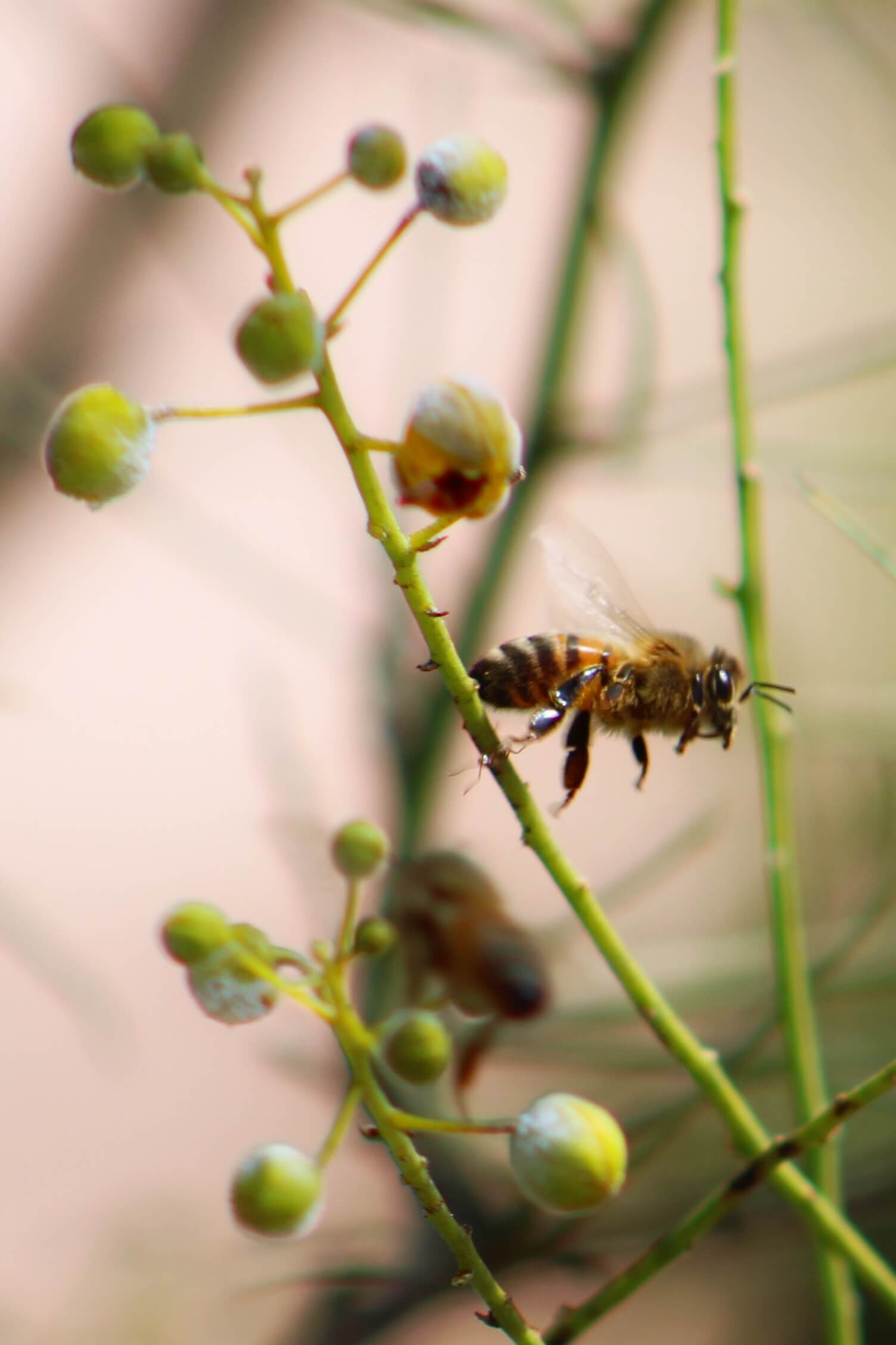 A photograph of two honeybees in front of a Parkinsonia tree